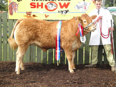 SYLVANDE DUCHESS (ref balmoral 09) champion limousin also reserve champion interbreed of show , also interbreed hefier of show also champion pair of show along with stable mate SYLVANDENE DEFOE